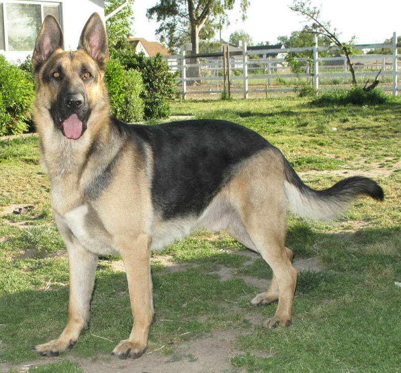 Valiantdale german shepherds hotsell
