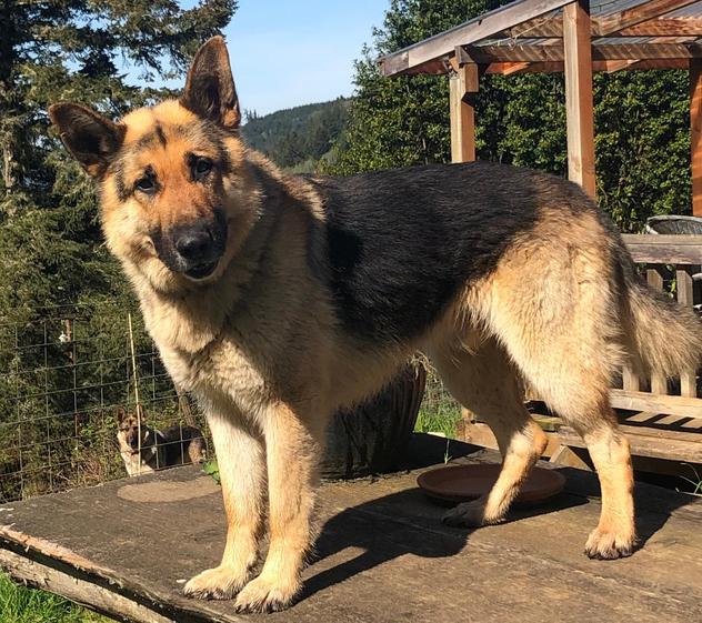 Old fashioned straight backed german shepherd breeders sales